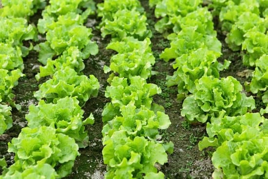 rows of lettuce