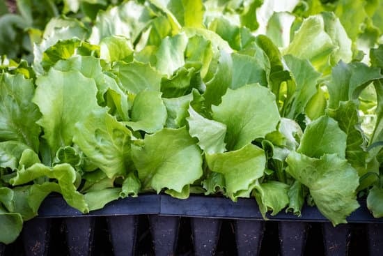 tray of lettuce starts