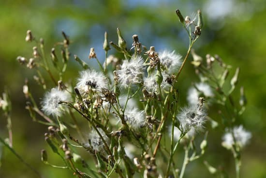 lettuce going to seed