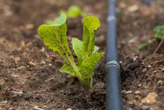 lettuce transplant in the garden