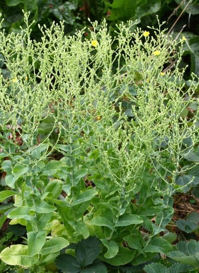 lettuce going to seed
