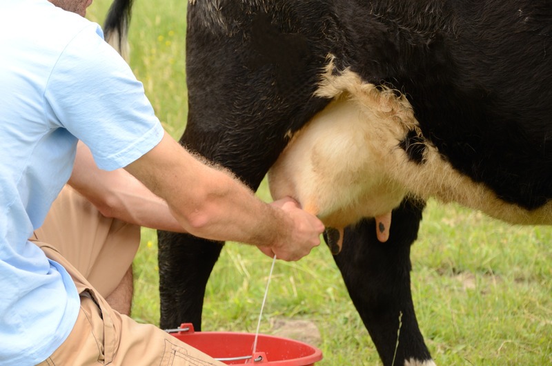 Milking-a-cow-by-hand
