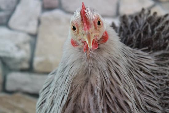 close up of a chicken