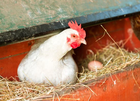 a hen in a nesting box