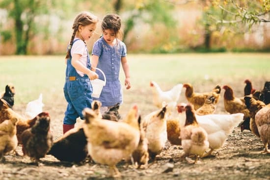 two little girls feeding chickens