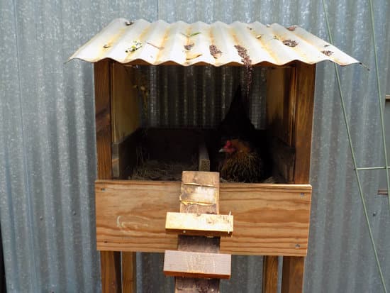 hen in a nesting box