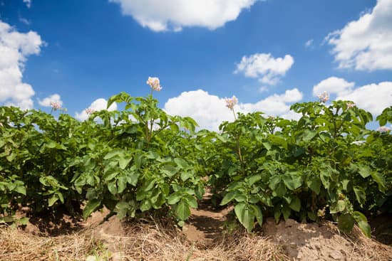 flowering potato plants