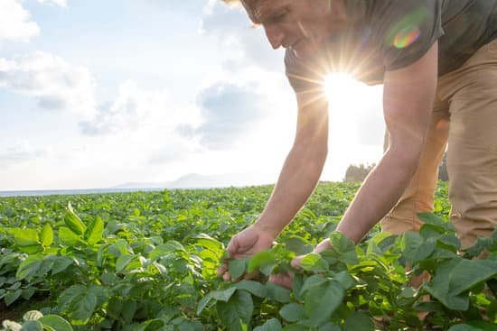 a gardener inspecting potato plants