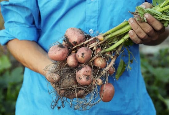 a min holding potatoes that were just harvested
