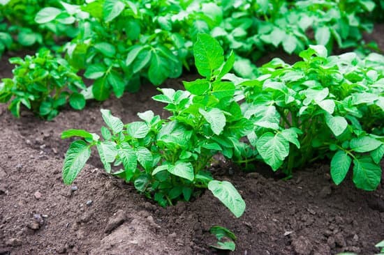 potato plants in the garden