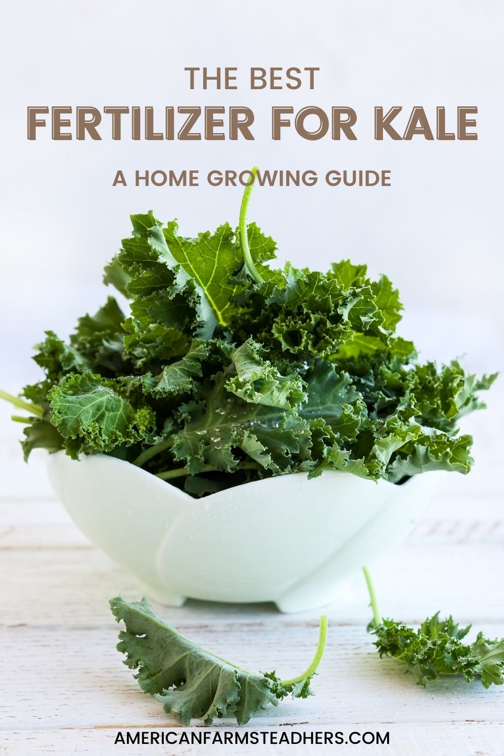 best-fertilizer-for-kale-featured-image