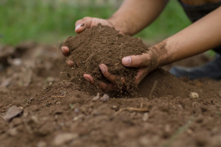 Herbicide Removal: How to Get Rid of Roundup in Soil