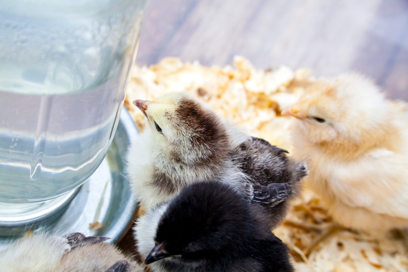 mason jar chick waterer with chicks drinking