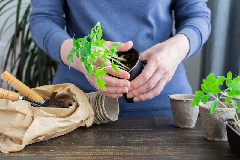 person-removes-transplants-from-pots