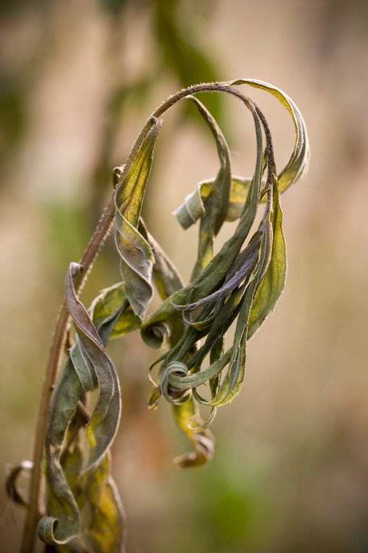 wilted-plant