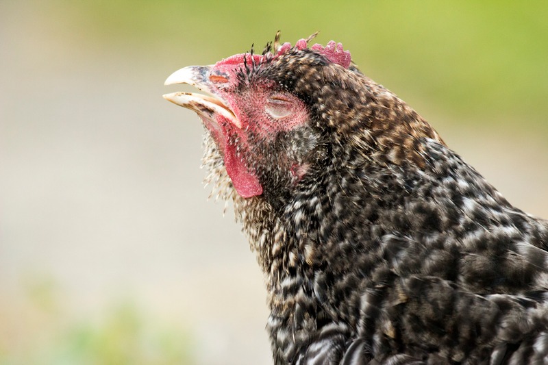 Chicken-with-Respiratory-Illness
