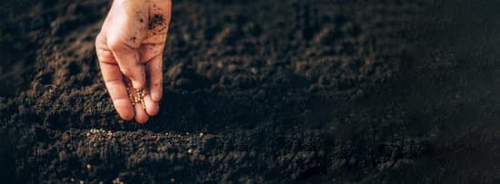 sowing seeds in the soil