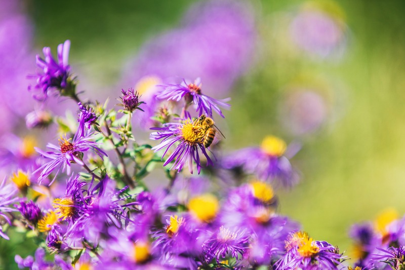 Honey bee pollinating purple aster flower in USA Canada garden in autumn fall nature background.