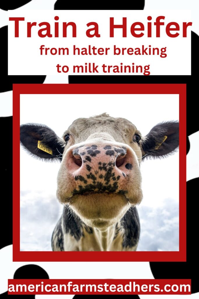 train-a-heifer=featured-image