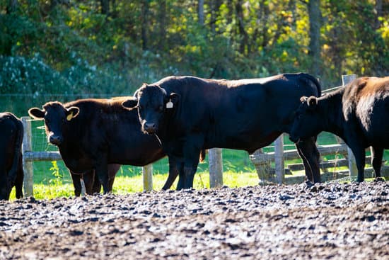 wagyu bull and cows in feed lot