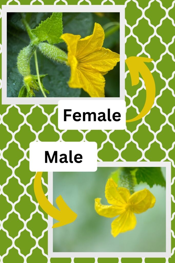 male-and-female-cucumber-flowers