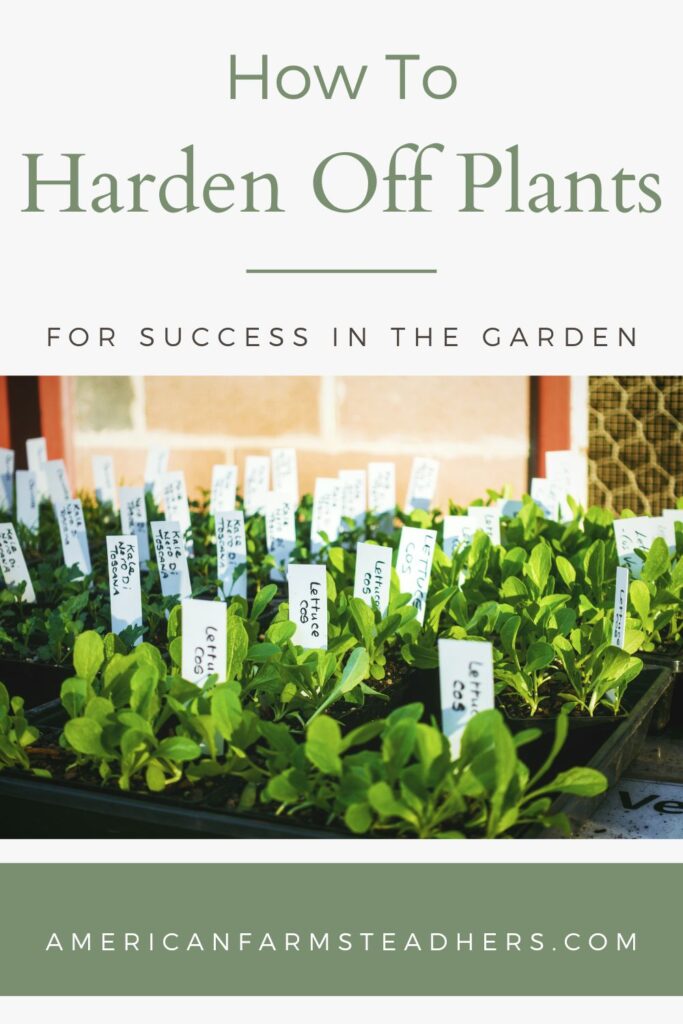 harden-off-plants-featured-image