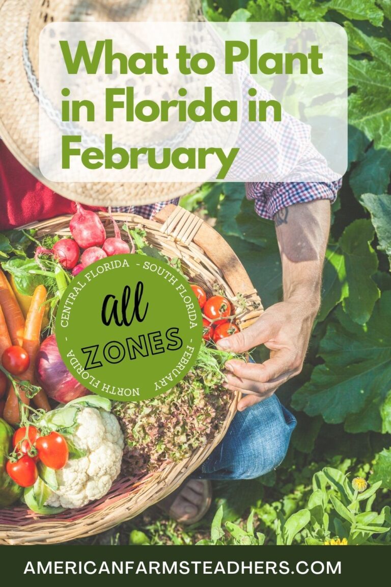 Gardening Guide, What to Plant in Florida in February