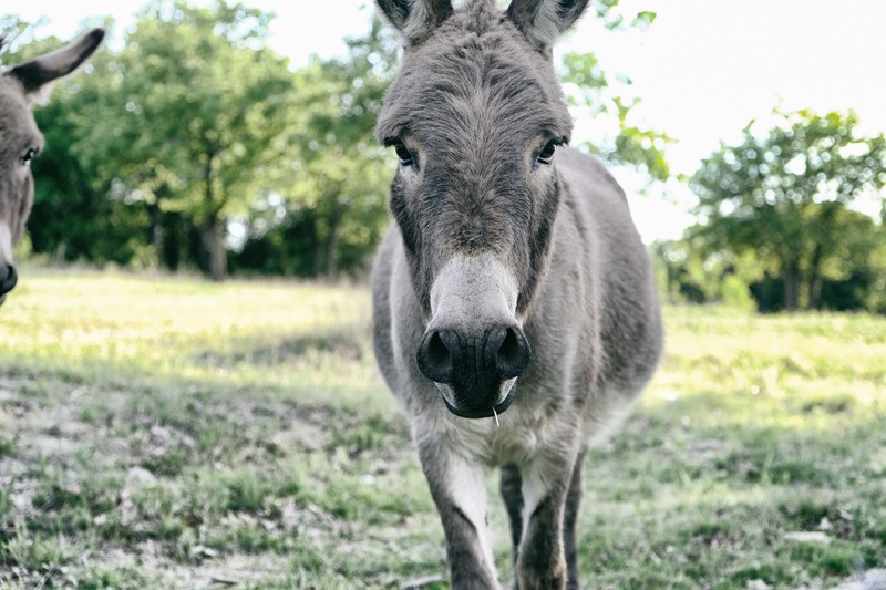 a donkey