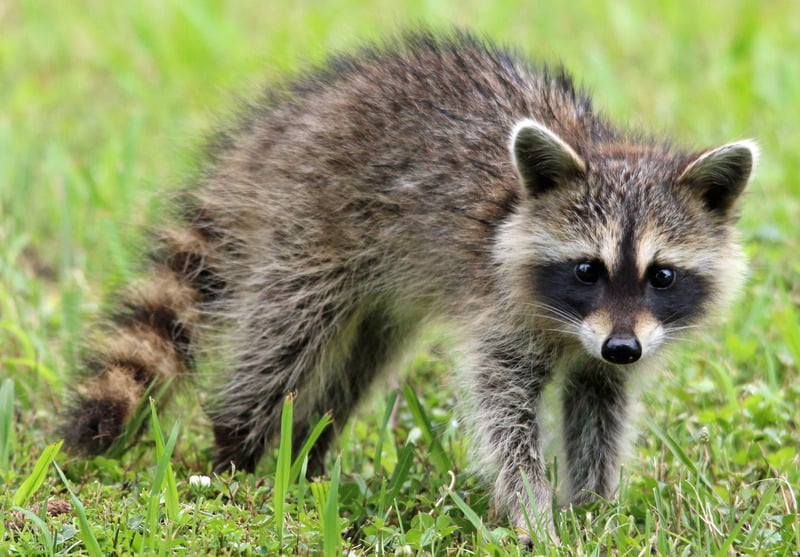 a racoon