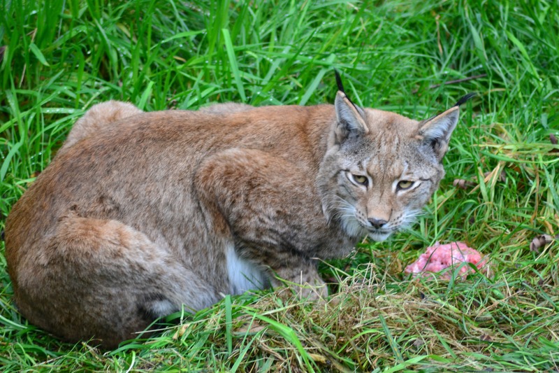 a bobcat eating prey