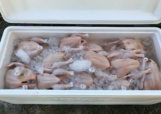 ice chest of butchered chickens