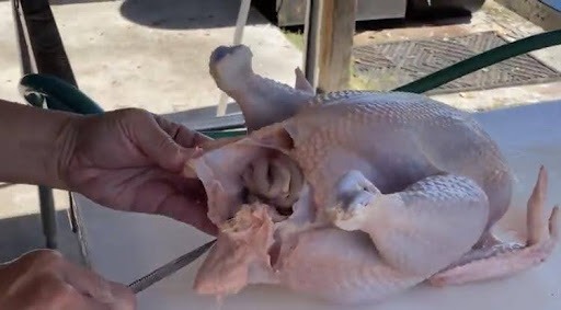 eviscerating a chicken
