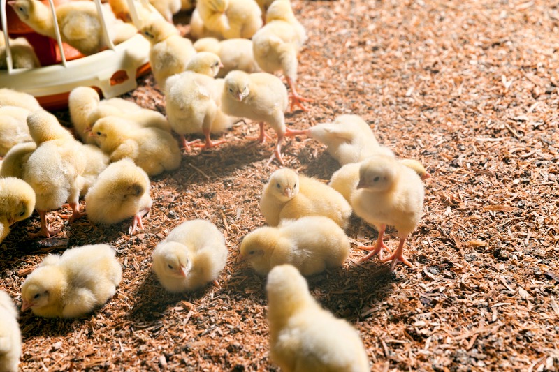 cornish-cross-chicks-on-bedding