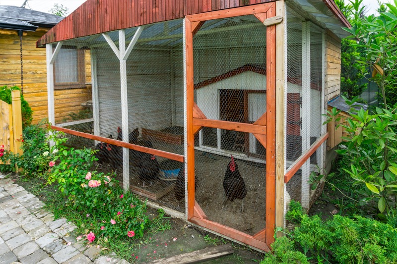 chickens in a chicken coop