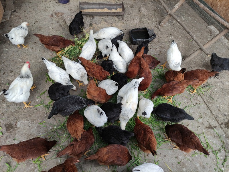 chickens eating veggie scraps in a coop