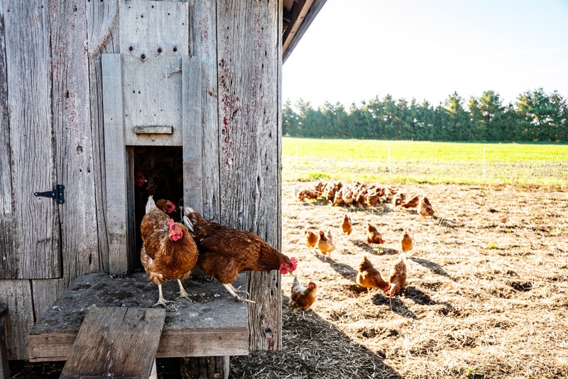 free-range chickens on pasture with their coop