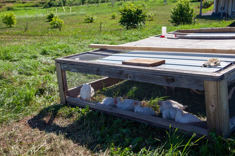 meat chickens in a chicken tractor