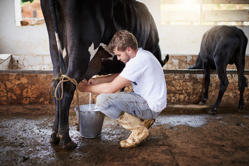 young-man-hand-milks-a-cow-into-bucket-with-hobbled-cow-and-young-bull-nearby