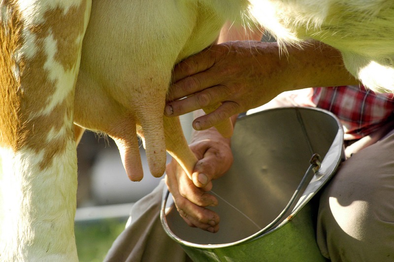 man-squeezes-teat-of-dairy-cow-expressing-milk-into-pale