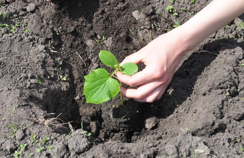 hand-planting-young-cucumber-seedling