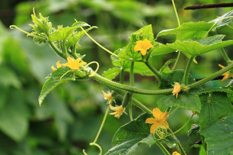 green-cucumber-plant-with-vegetable-and-flowers