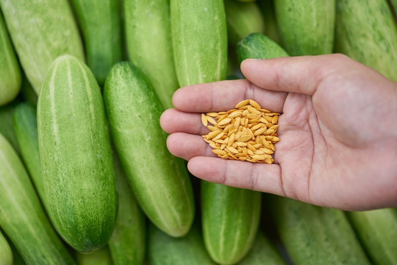 hand-holds-cucumber-seeds-with-cucumbers-in-background