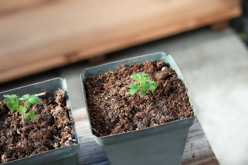 seedlings in pots