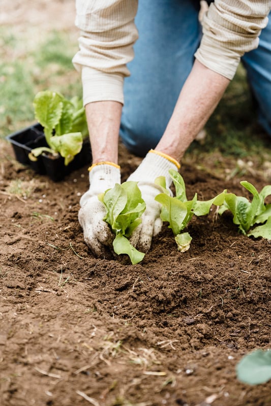 gardener transplants seedlings into beds