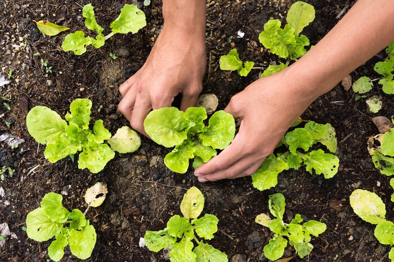 gardener plants lettuces into soil