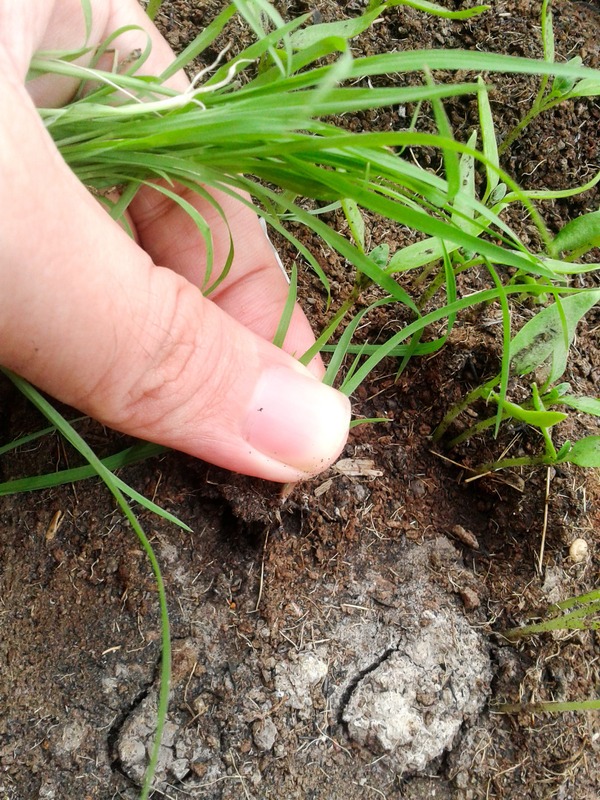 hand pulling grass weed out of garden