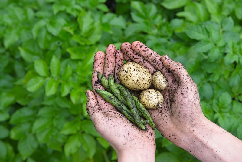 dirty-hands-holding-freshly-picked-green-beans-and-potatoes