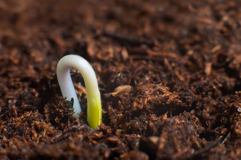 seed-germinating-from-soil