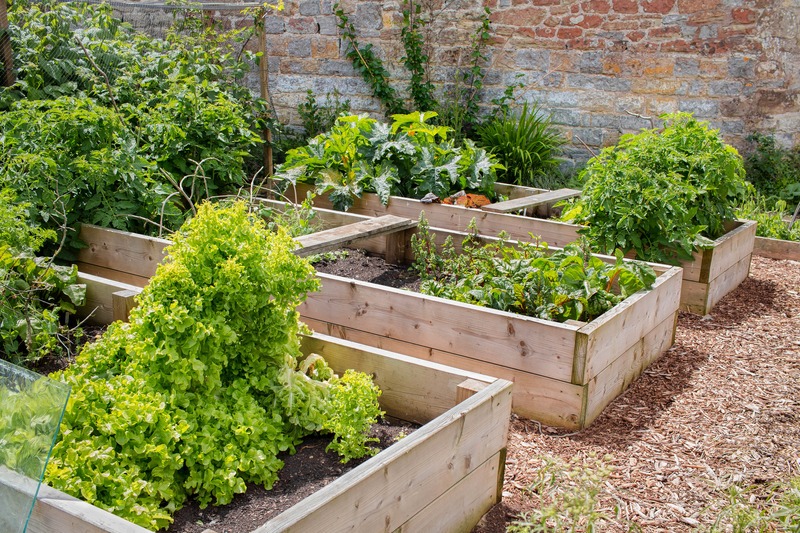 raised-bed-vegetable-garden-in-florida-summer