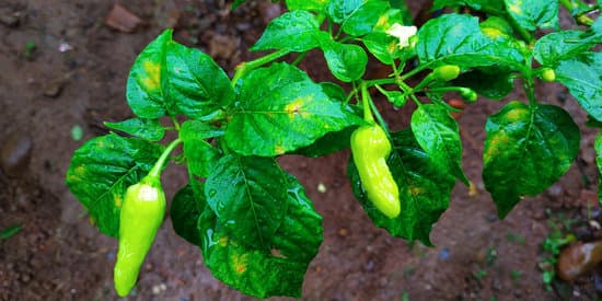 pepper plant with yellow spots